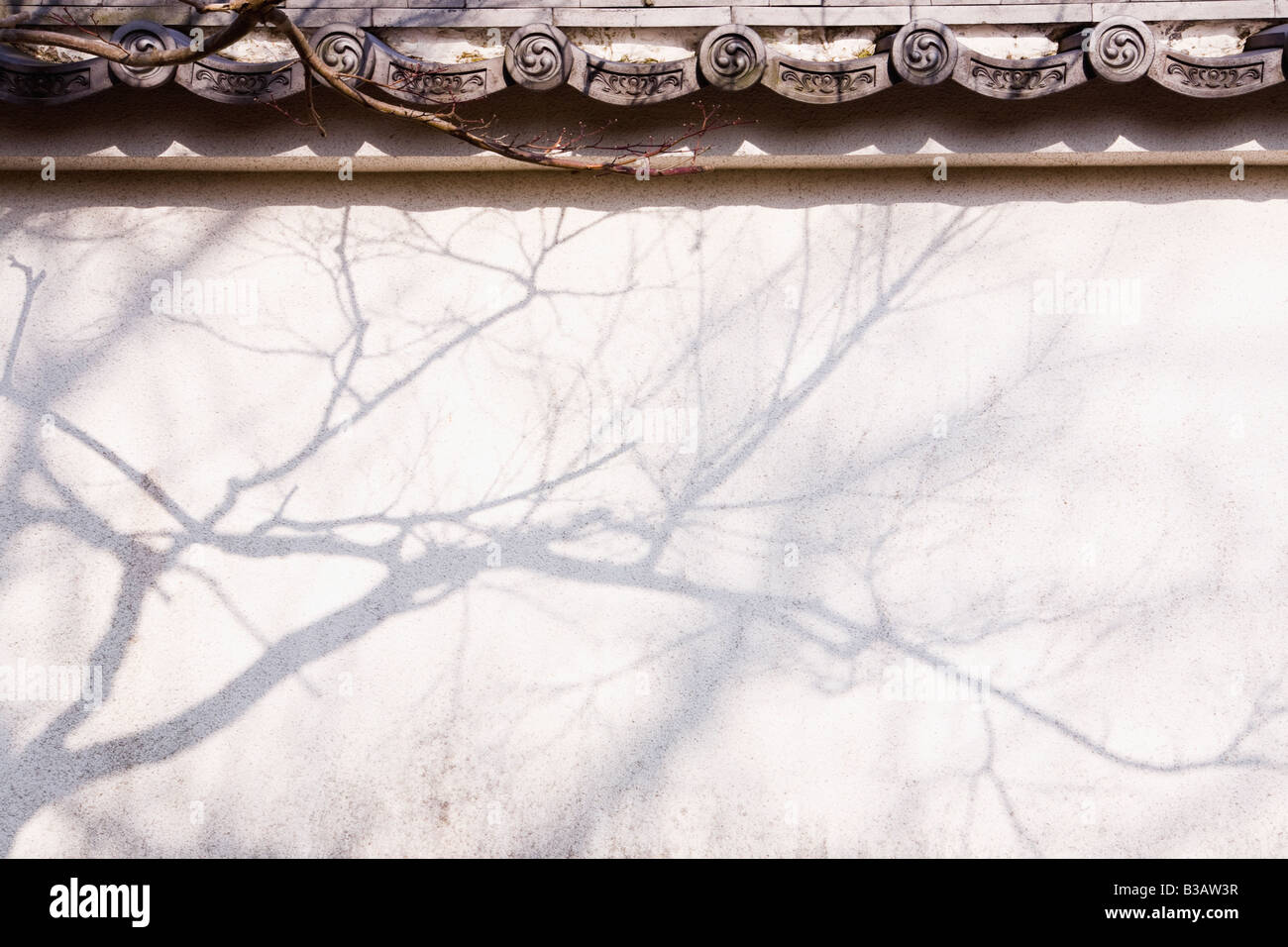 Schatten eines Baumes an Wand reflektiert Stockfoto