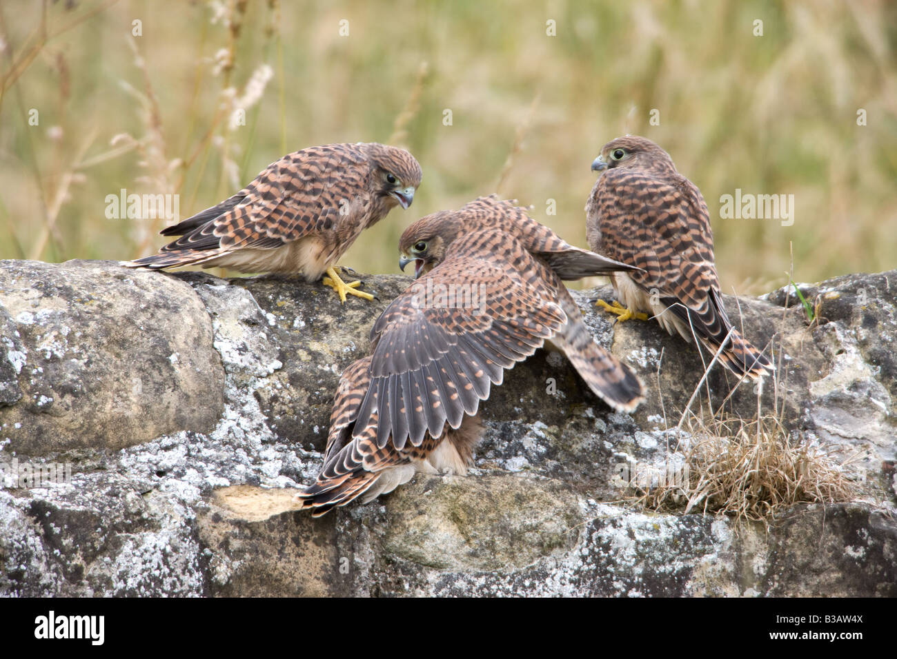 Eurasian Kestrel Falco Tinnunculus vier Jungvögel thront auf einer Steinmauer Stockfoto