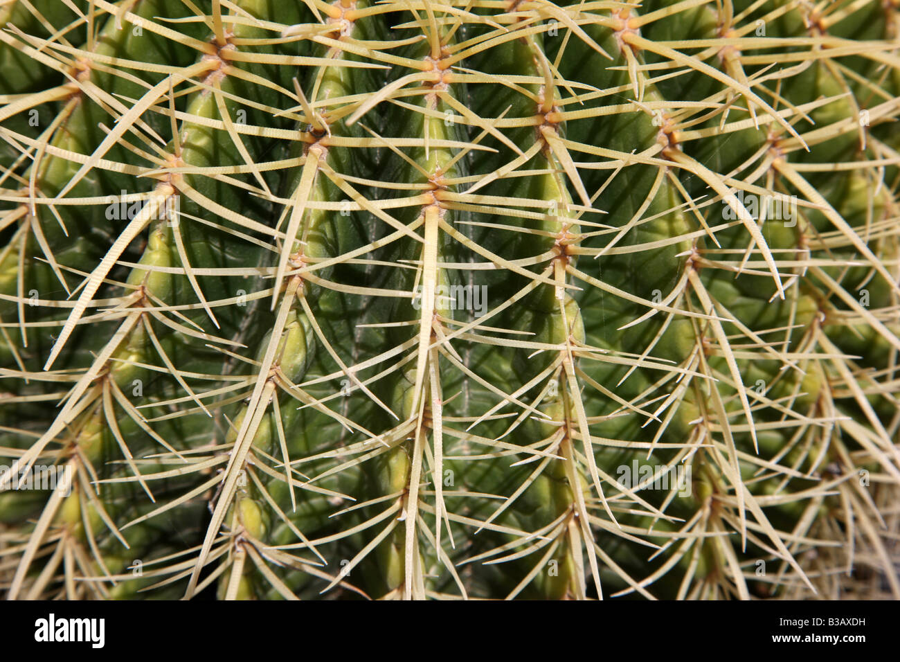 ESP-Spanien-Kanarische Inseln-Fuerteventura-Kaktus Stockfoto