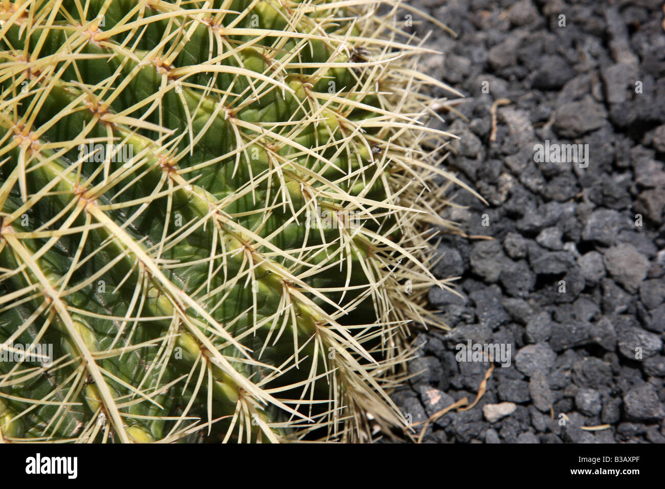 ESP-Spanien-Kanarische Inseln-Fuerteventura-Kaktus Stockfoto