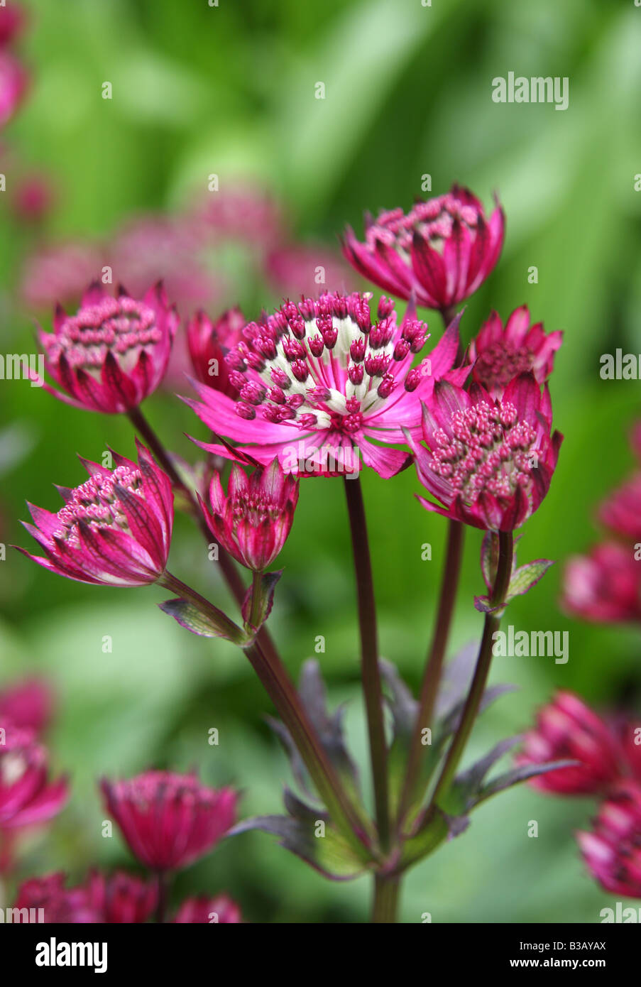 Astrantia große Rubra, Meisterwurz Stockfoto