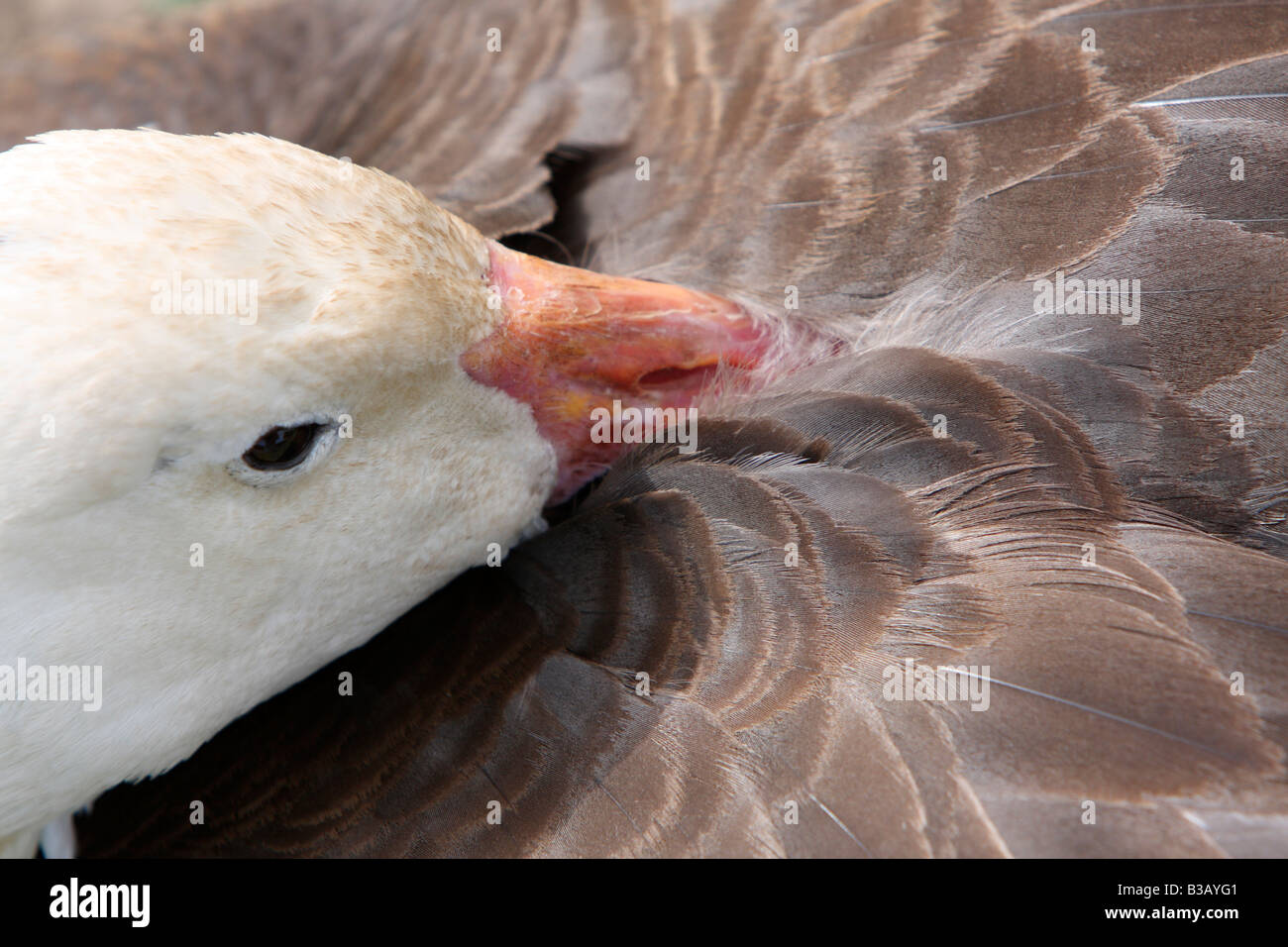 Snow Goose, Anser Caerulescens caerulescens Stockfoto