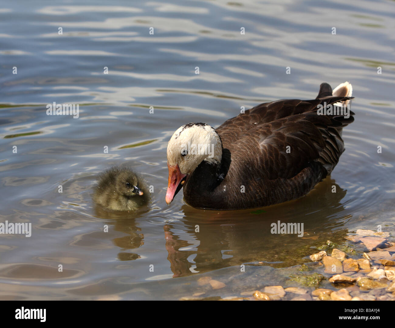 Geringerem Snow Goose, Anser Caerulescens Caerulescens mit gosling Stockfoto