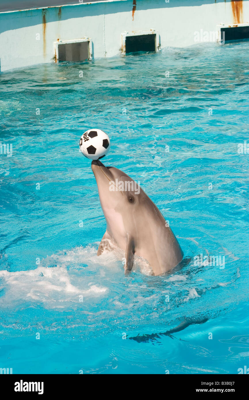 Delphin spielen mit einem Fußball in Destin Florida FL Gulfarium Stockfoto