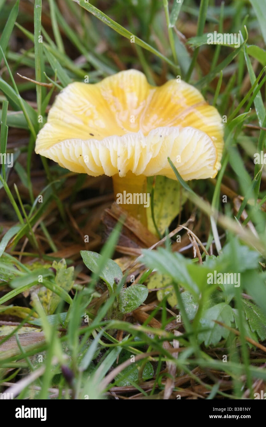 Fairy Ring Champignon, Marasmius Oreades. Stockfoto