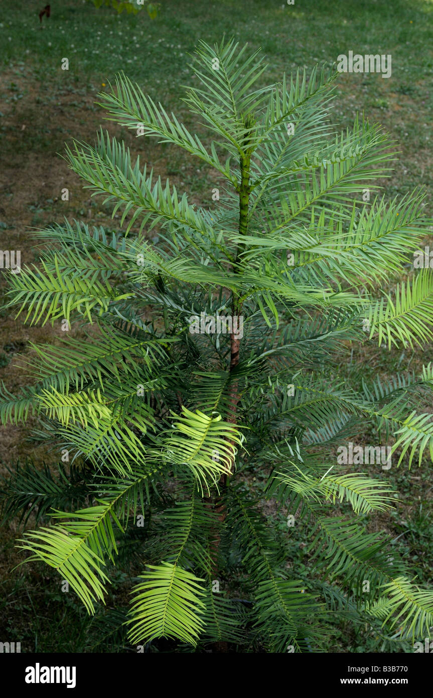 Wollemiam, Wollemi Pine (Wollemia Nobilis) Stockfoto