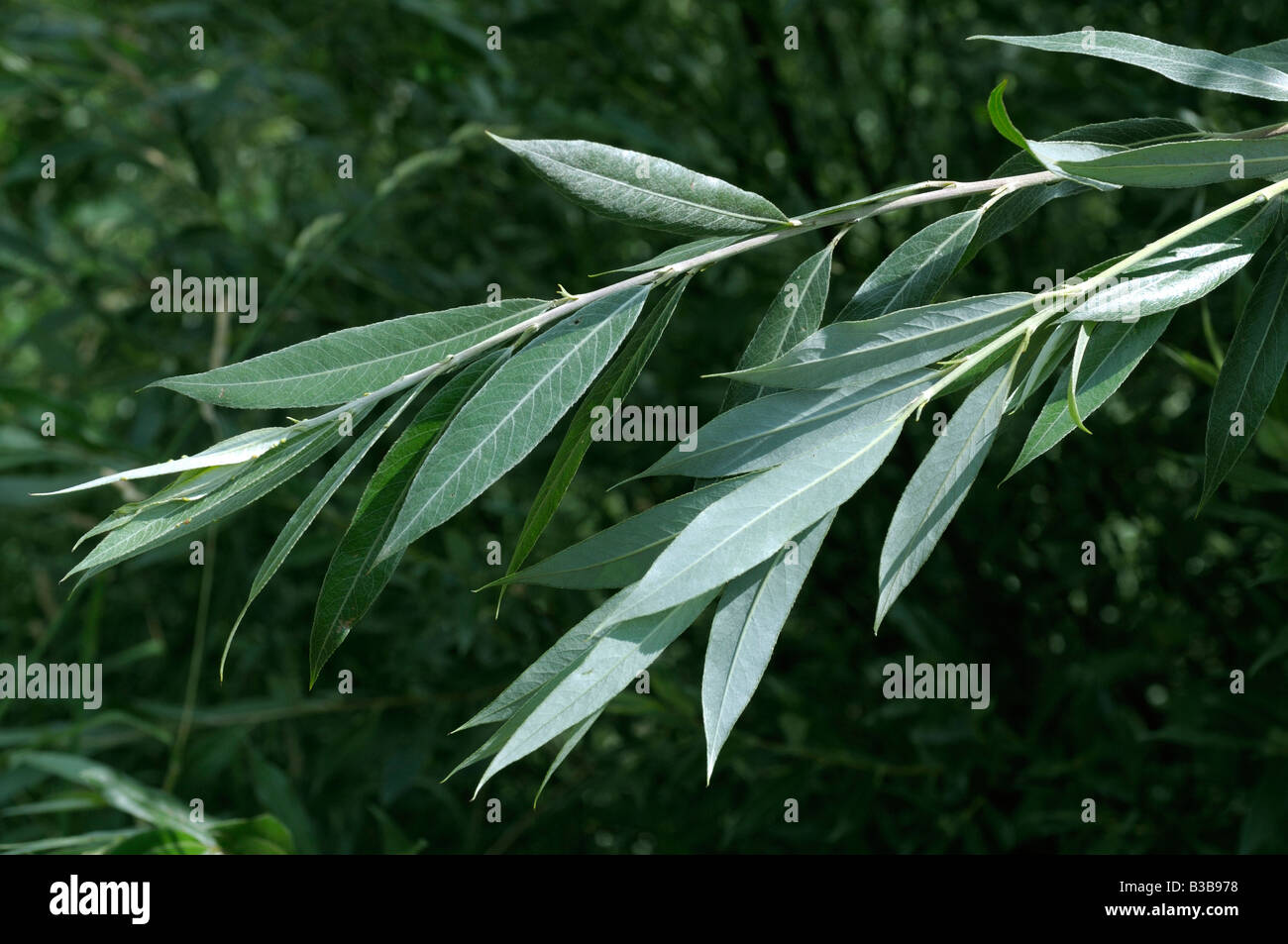 Weiße Weide (Salix Alba), Zweig mit Blättern im Sommer Stockfoto