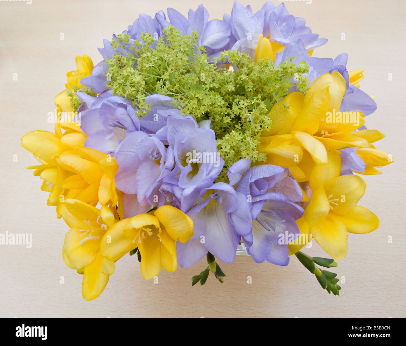 PosY der blauen und gelben Freesia-Blumen Stockfoto