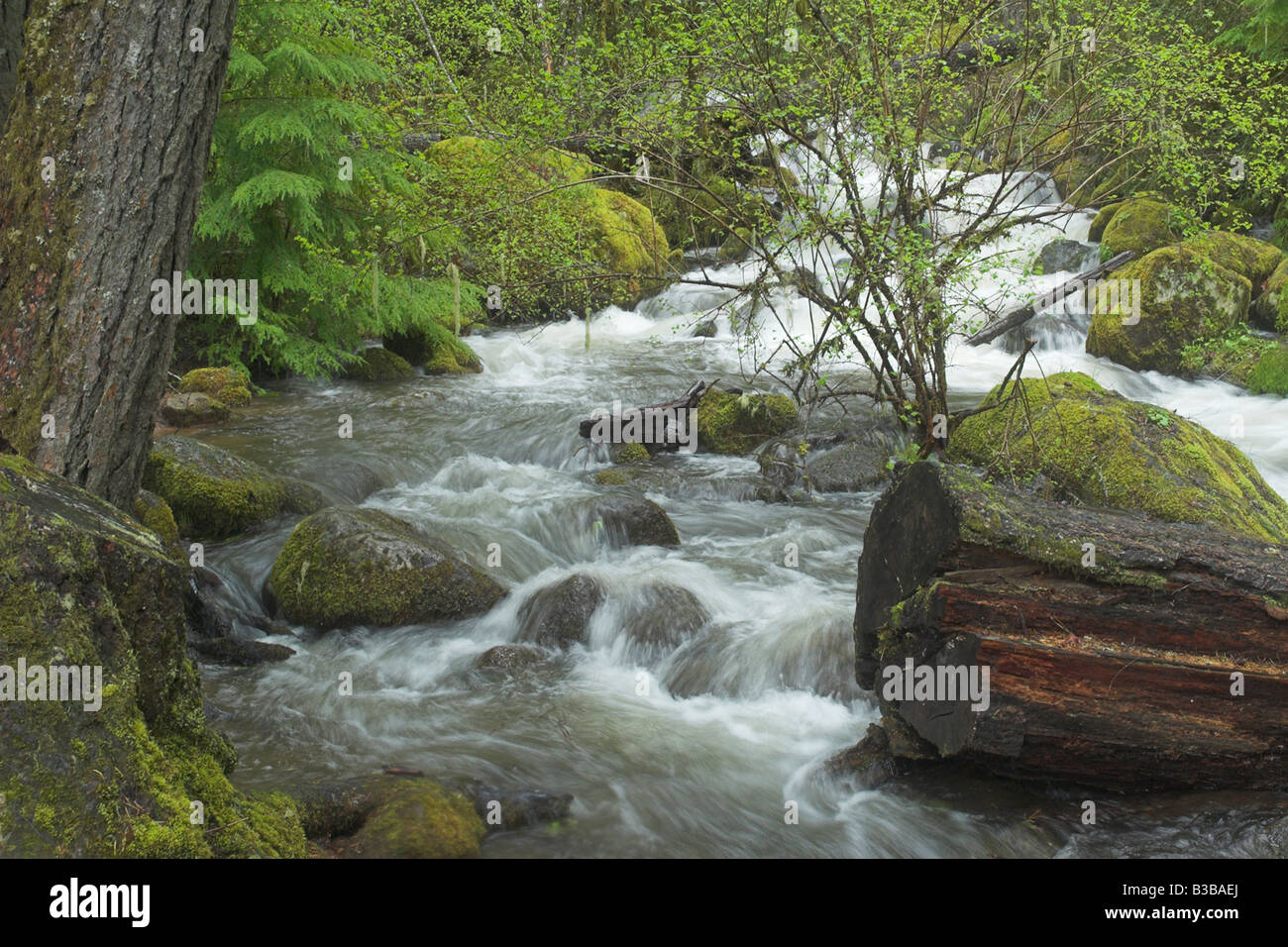 Fällt auf Watson Creek aus Umpqua River in der Nähe von Watson fällt Oregon Stockfoto