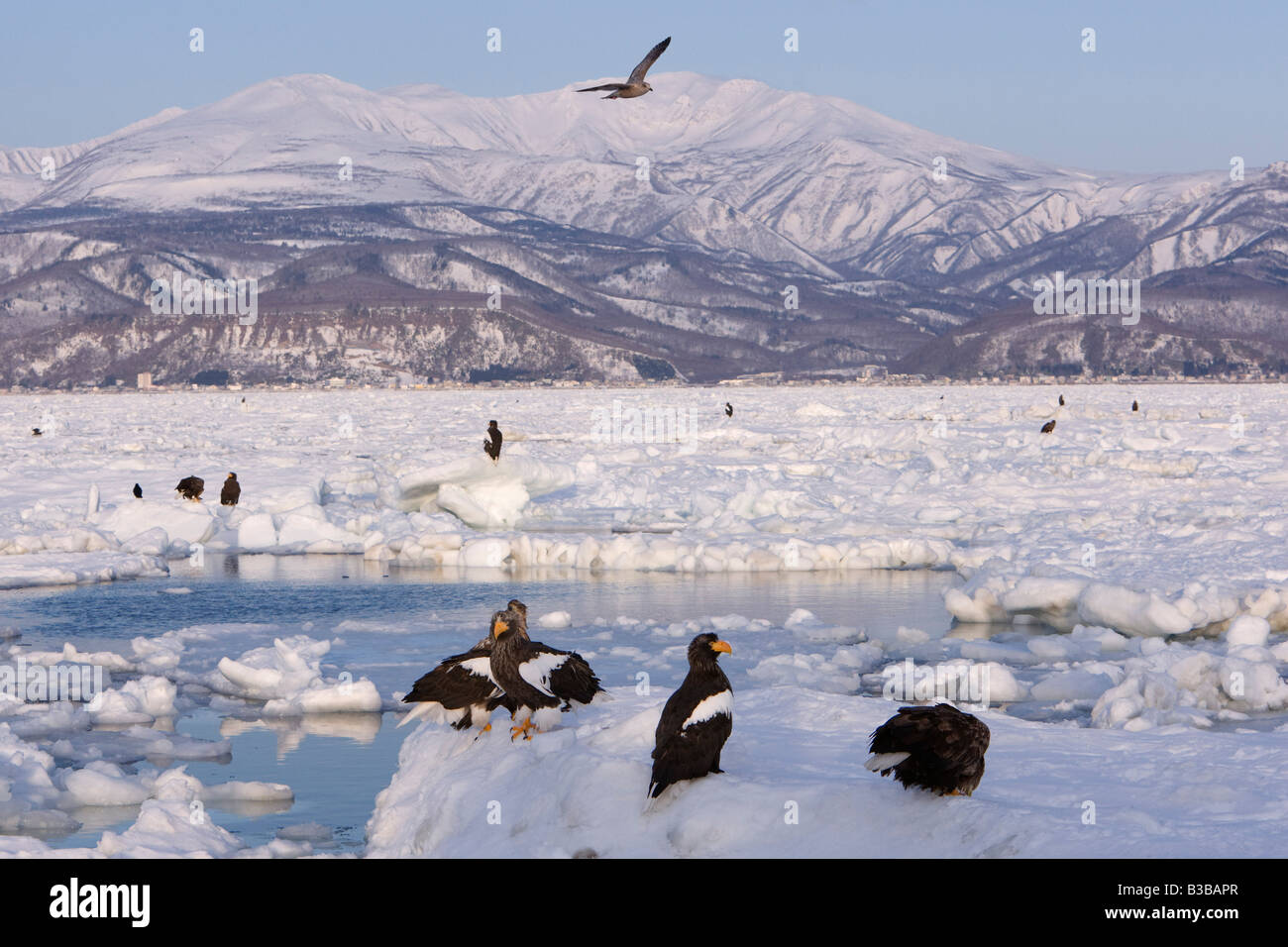 Steller der Seeadler auf Eisscholle, Nemuro Kanal Shiretoko-Halbinsel, Hokkaido, Japan Stockfoto