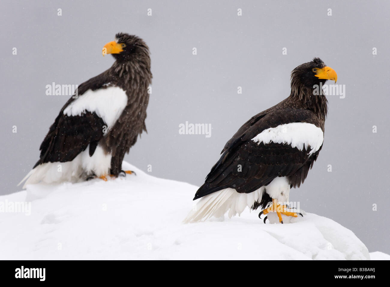 Steller der Seeadler, Nemuro Kanal Shiretoko-Halbinsel, Hokkaido, Japan Stockfoto