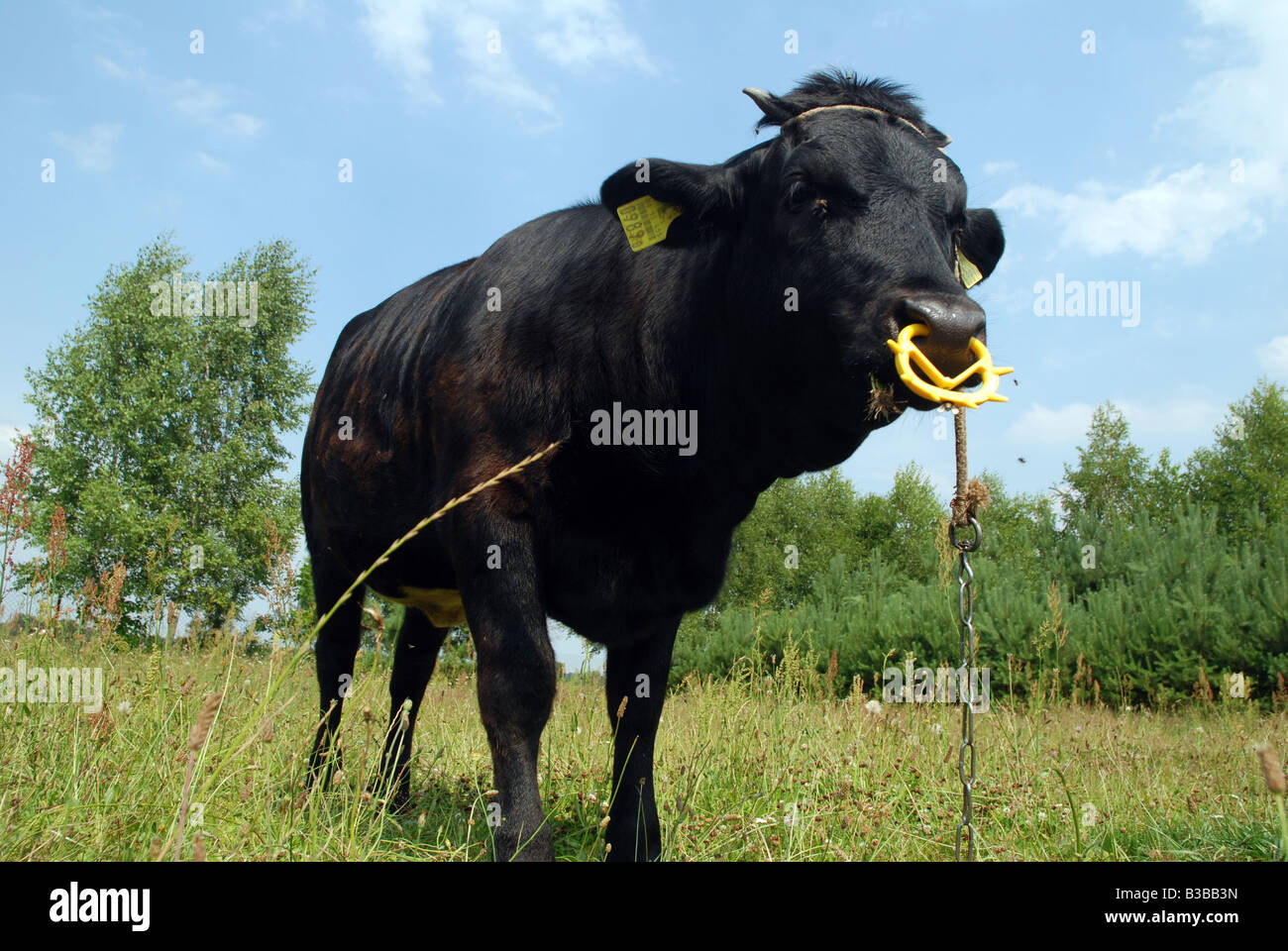 Schwarze Kuh auf Weideland in Polen (Masovia Region) Stockfoto