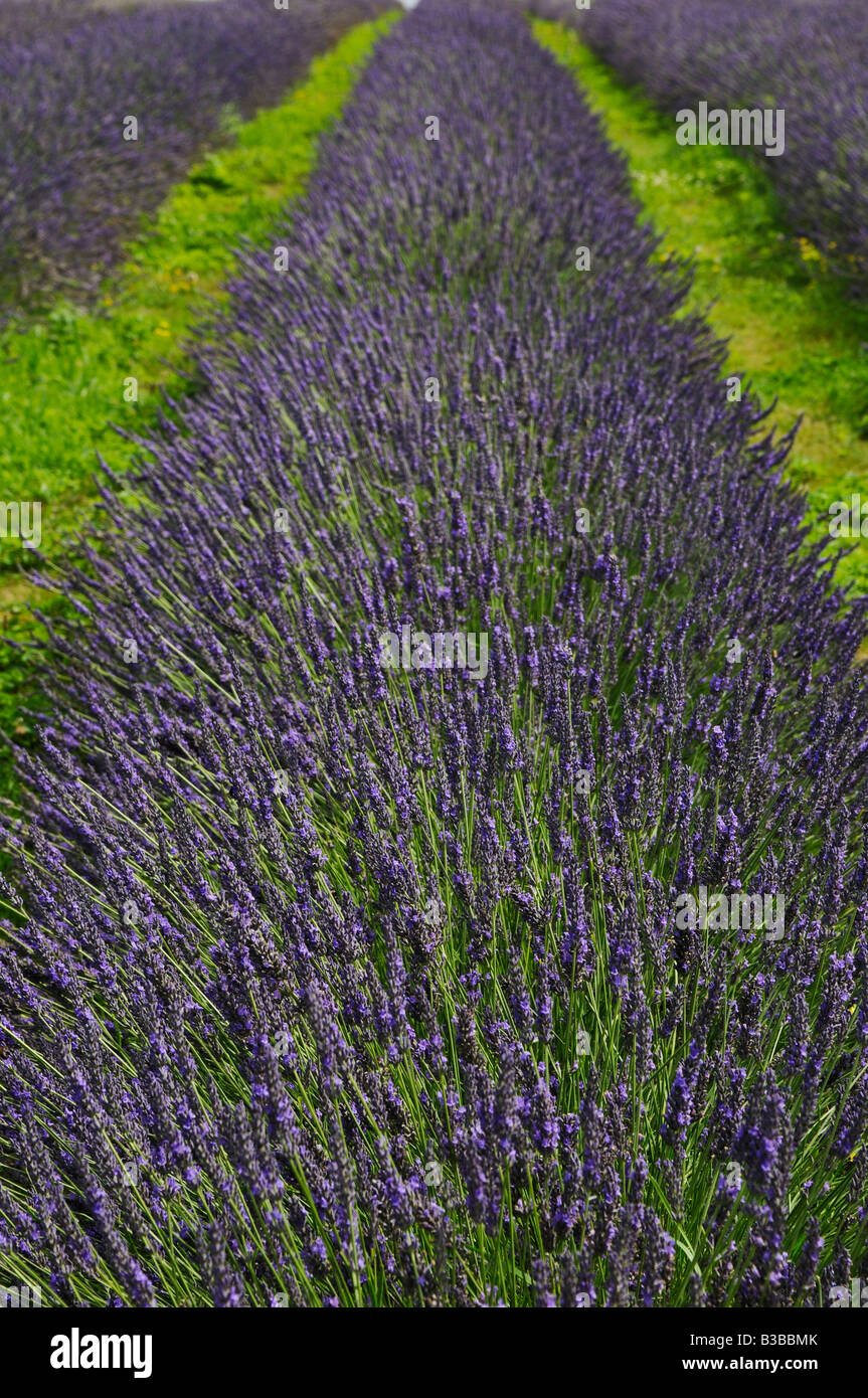 Mayfield Lavendel Felder Surrey Lavandula Angustifolia Folgate englischer Lavendel Stockfoto