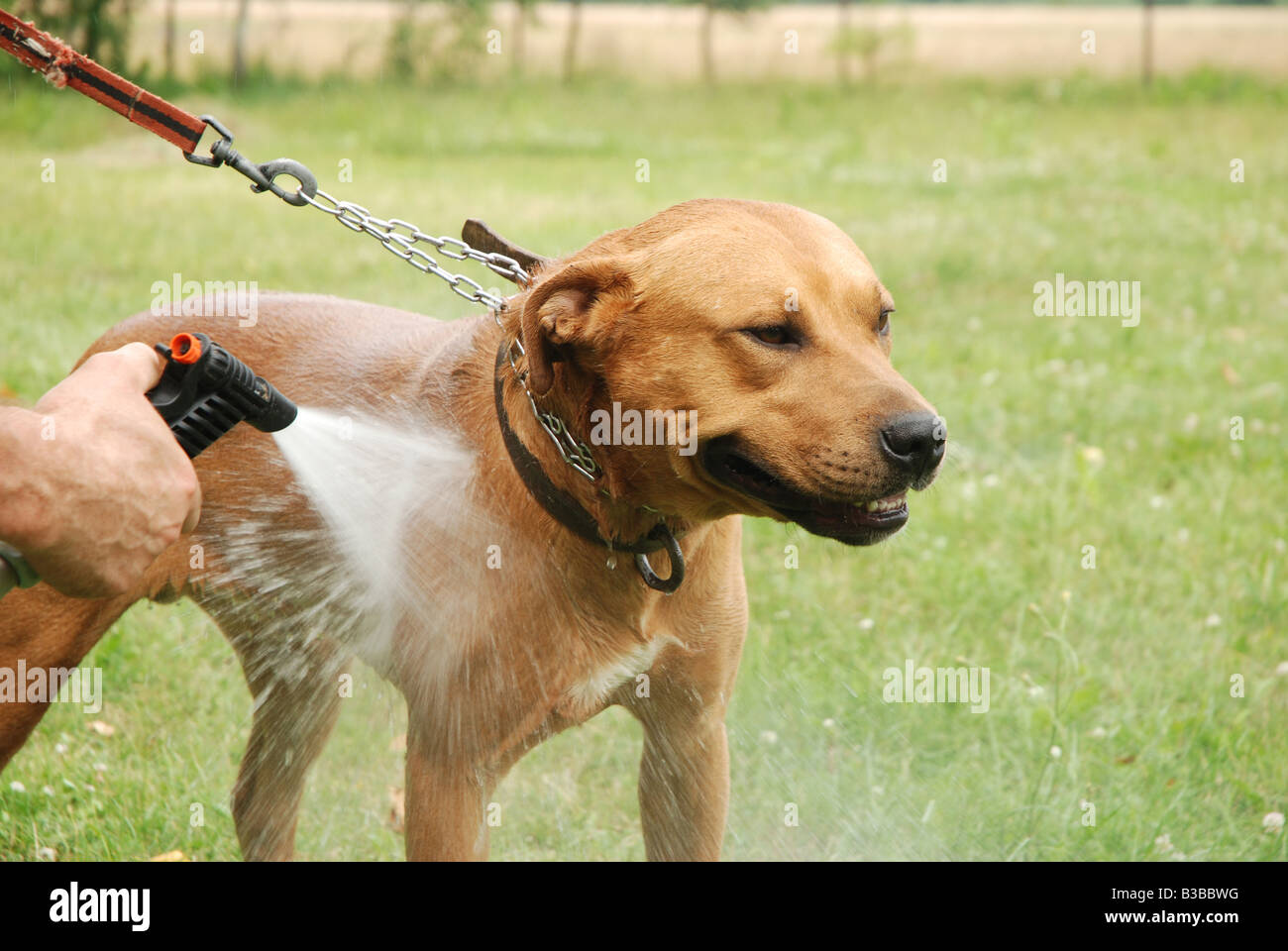 Waschen der Mischling Amstaff Hund Stockfoto
