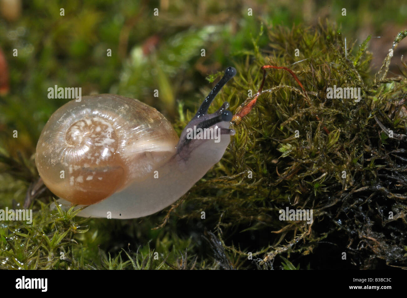 Roman Snail Schnecken Schnecke, essbare Schnecke (Helix Pomatia), 14 Tage alte Schnecke Stockfoto