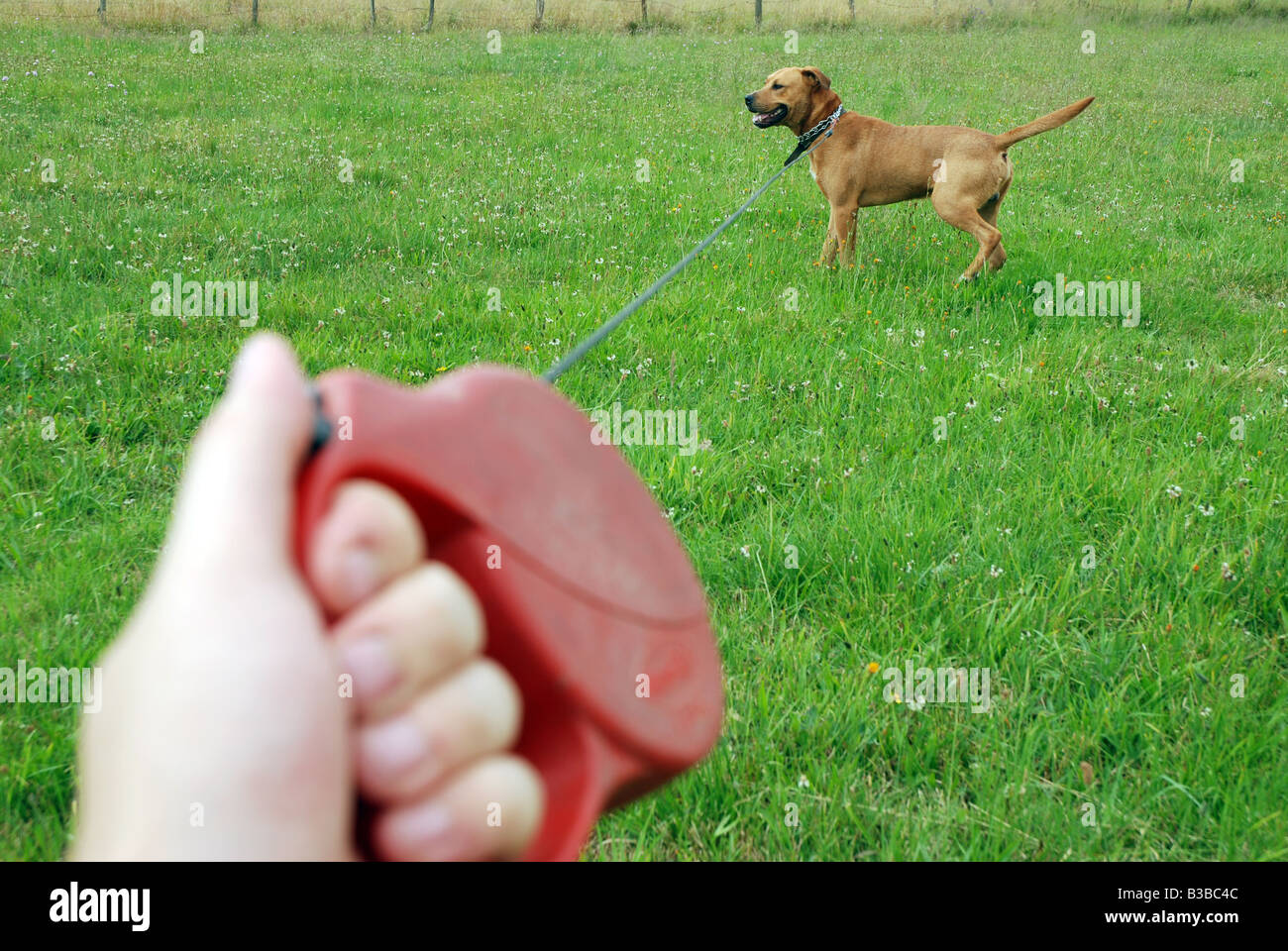 Wandern mit Hund Mischling amstaff Stockfoto