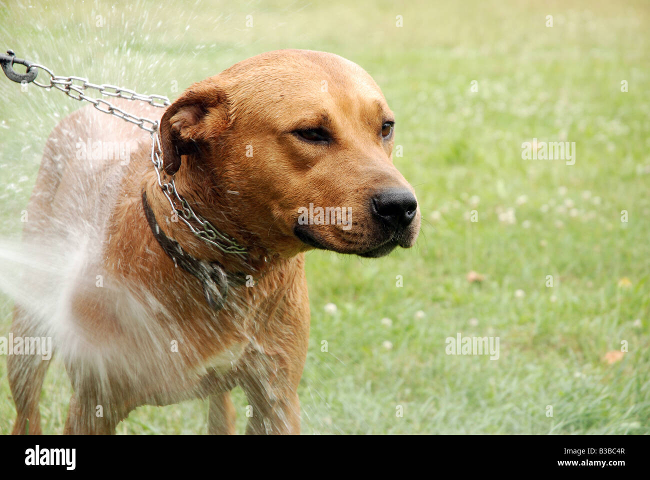 Waschen der Mischling Amstaff Hund Stockfoto