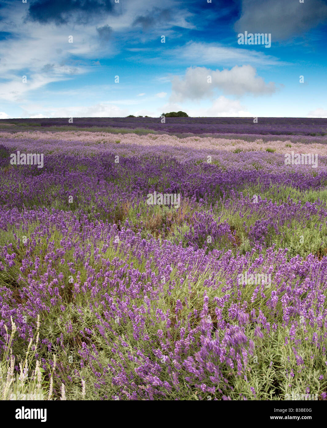 Verschiedene Arten von Lavendel bei Snowshill Lavender Farm Gloucestershire England UK Stockfoto