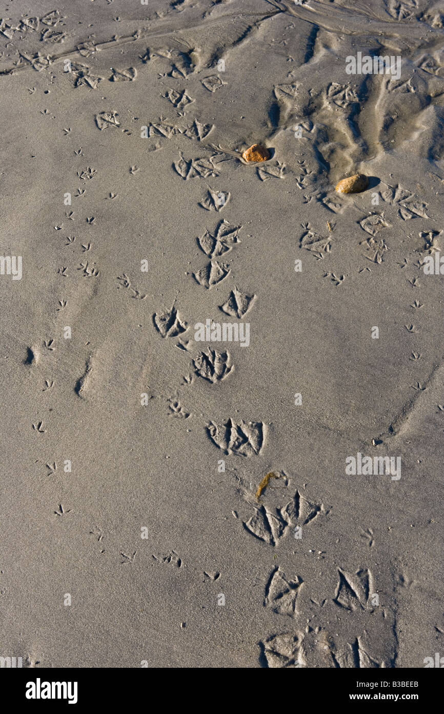 Wasservogel-Spuren im Sand, Cape Cod MA Stockfoto