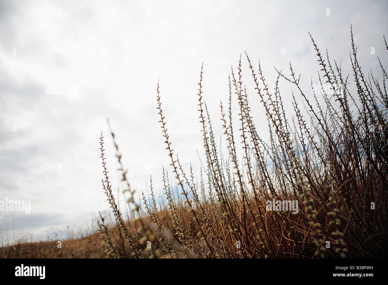 PRAIRIE GRÄSER NACH DEM WINTER IM NORDEN VON ILLINOIS USA Stockfoto