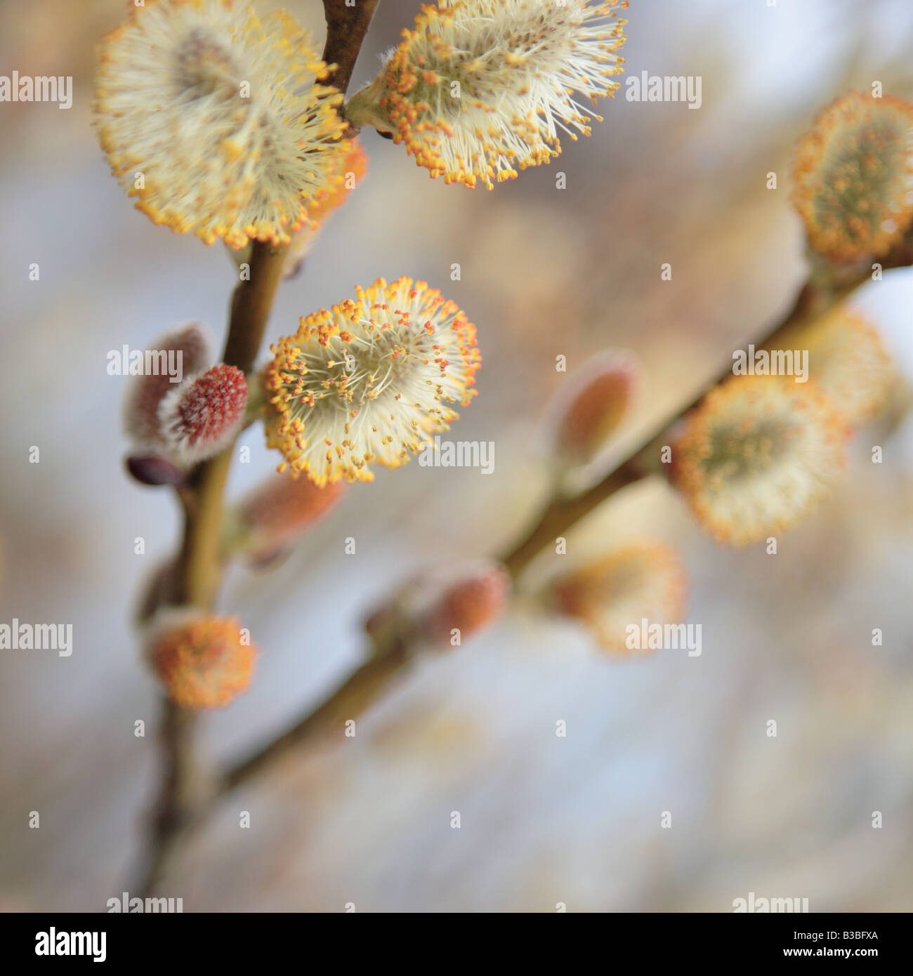 BLÜTE SALIX BICOLOR WEIDENZWEIG IM ZEITIGEN FRÜHJAHR IM NORDEN VON ILLINOIS USA Stockfoto