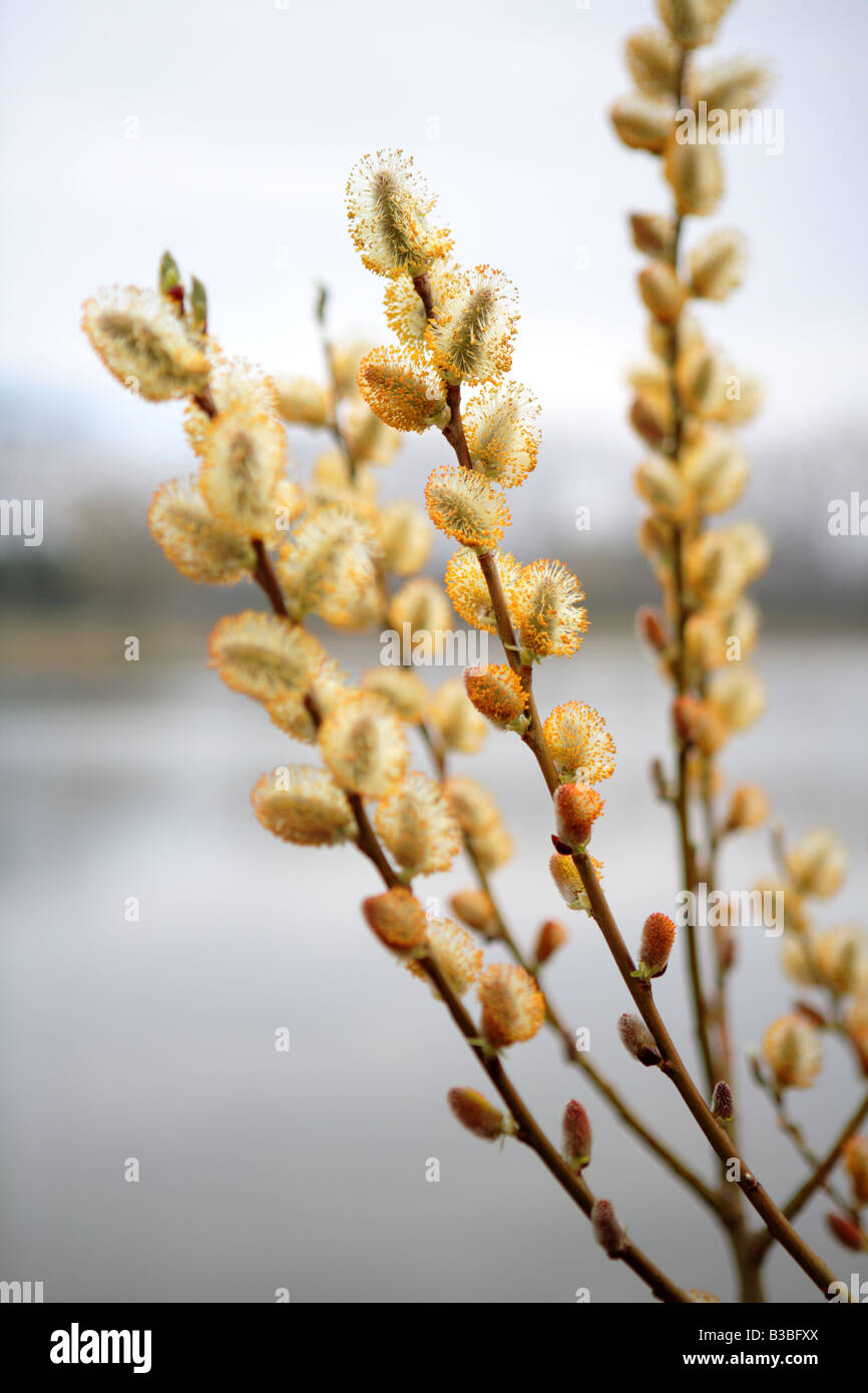 BLÜTE SALIX BICOLOR WEIDENRUTEN IM ZEITIGEN FRÜHJAHR IM NORDEN VON ILLINOIS USA Stockfoto