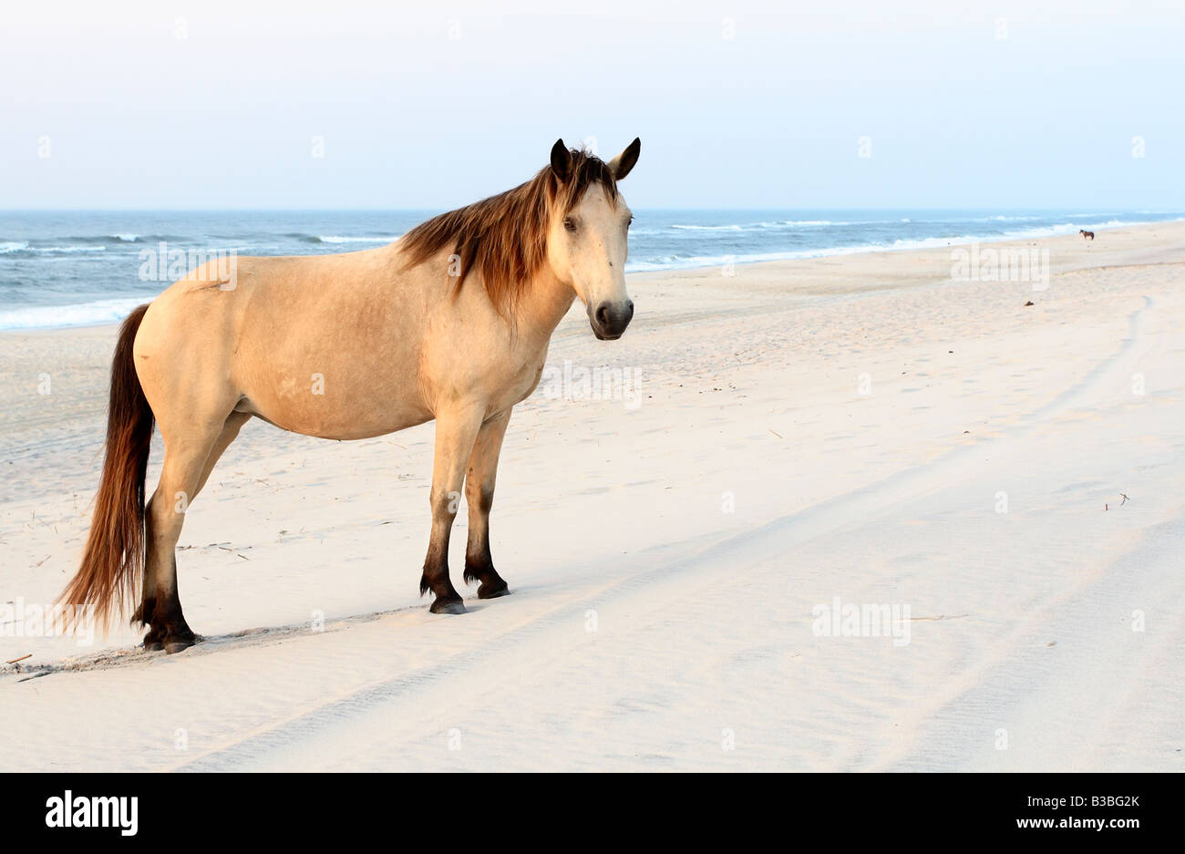 Wildes Pony (Equus Caballus) an Assateague Island National Seashore, Maryland Stockfoto