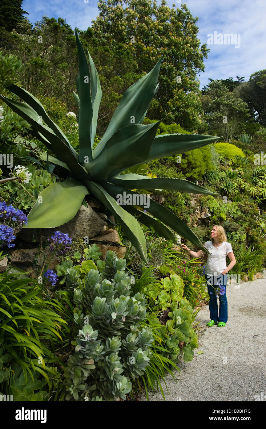 Riesige Agave-Pflanze in der Abtei Gärten Tresco Isles of Scilly England UK Stockfoto