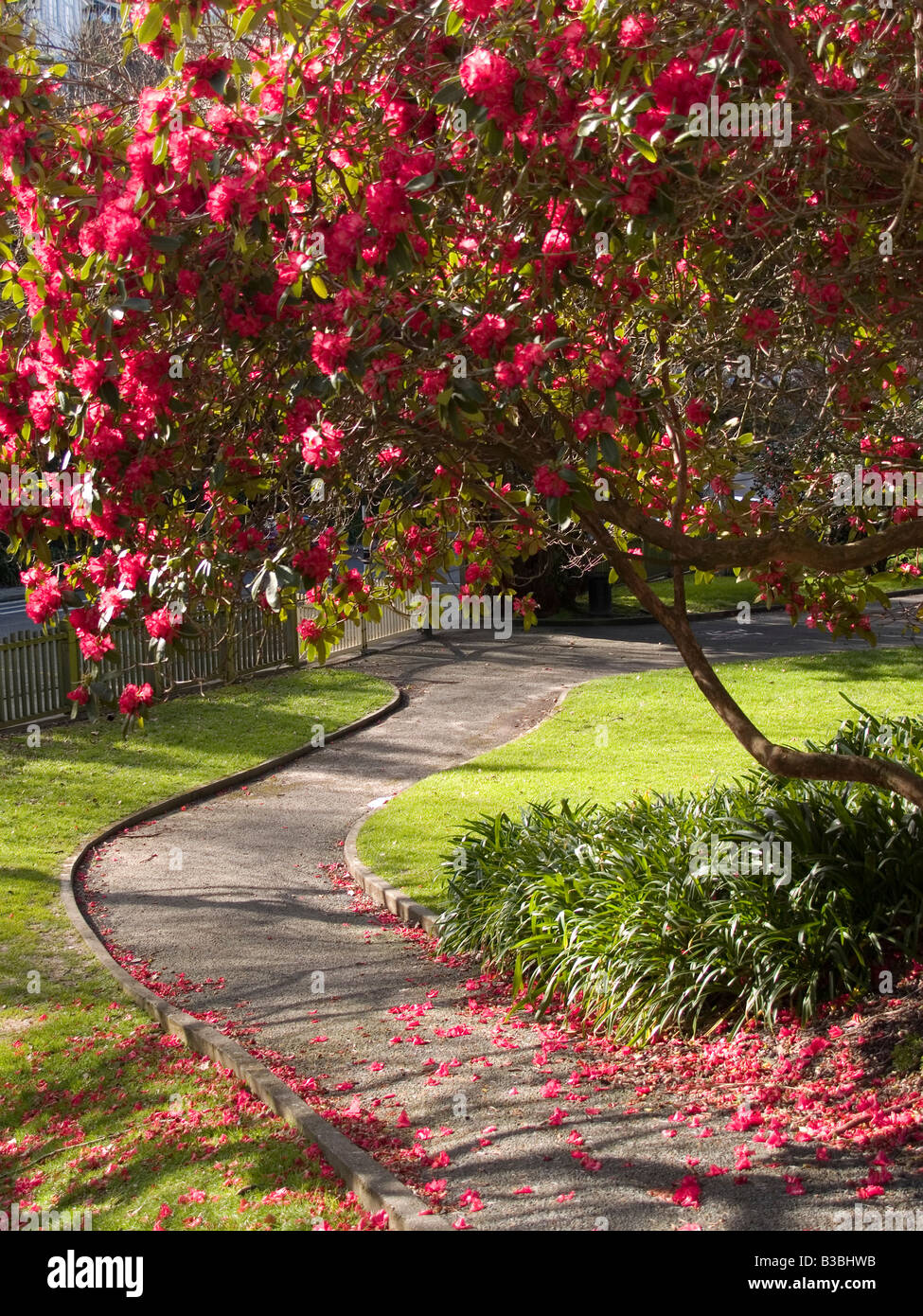 rot blühenden Rhododendron Baum eingerahmt durch einen Gartenweg mit Rasen und underplanted mit agapanthus Stockfoto