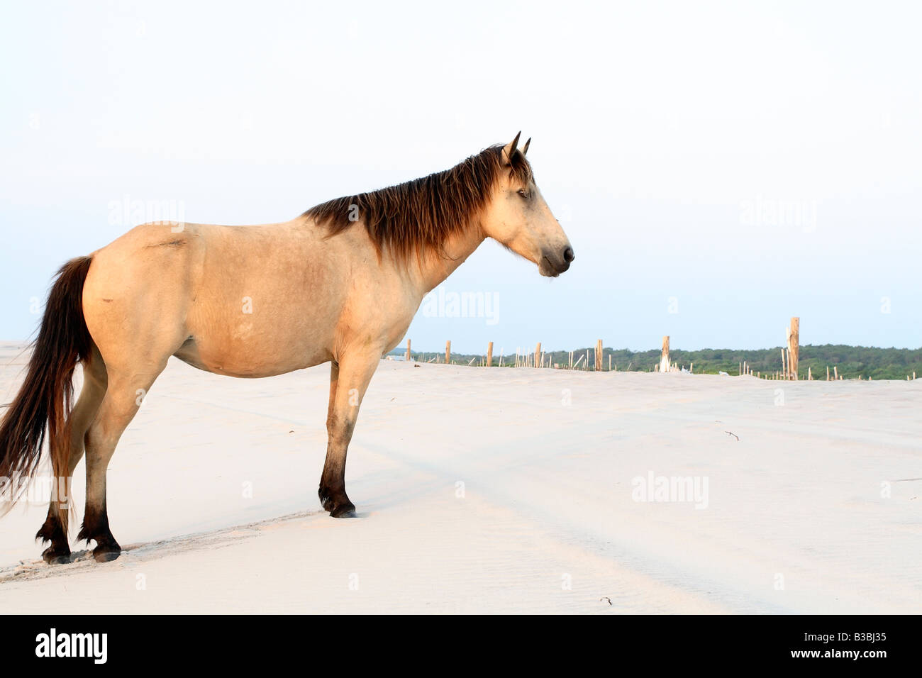 Wildes Pony (Equus Caballus) an Assateague Island National Seashore, Maryland Stockfoto