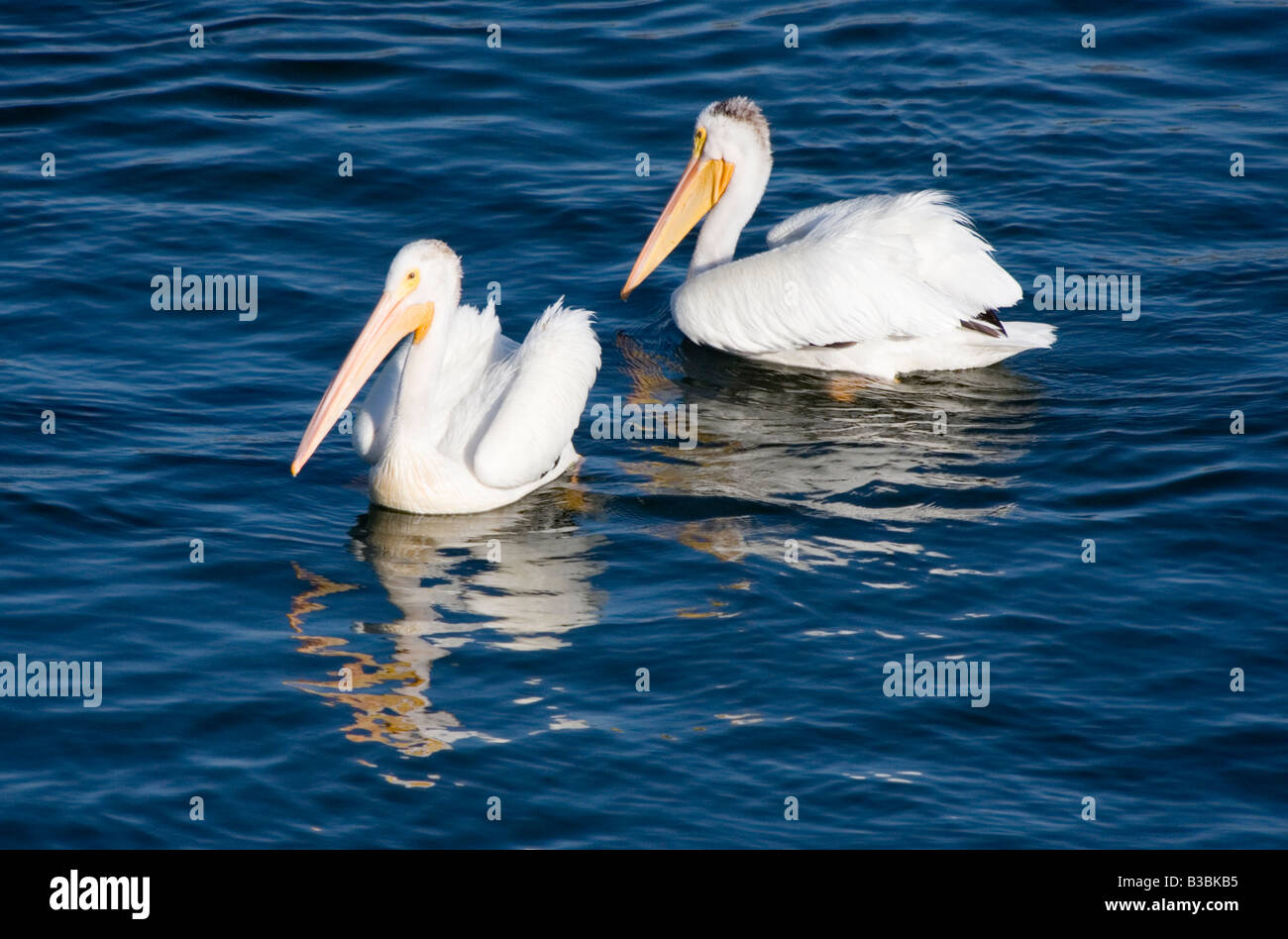 Pelikane schwimmen und fliegen herum Blue Heron in das schöne blaue Wasser des Colorado Chatfield Reservoir Stockfoto