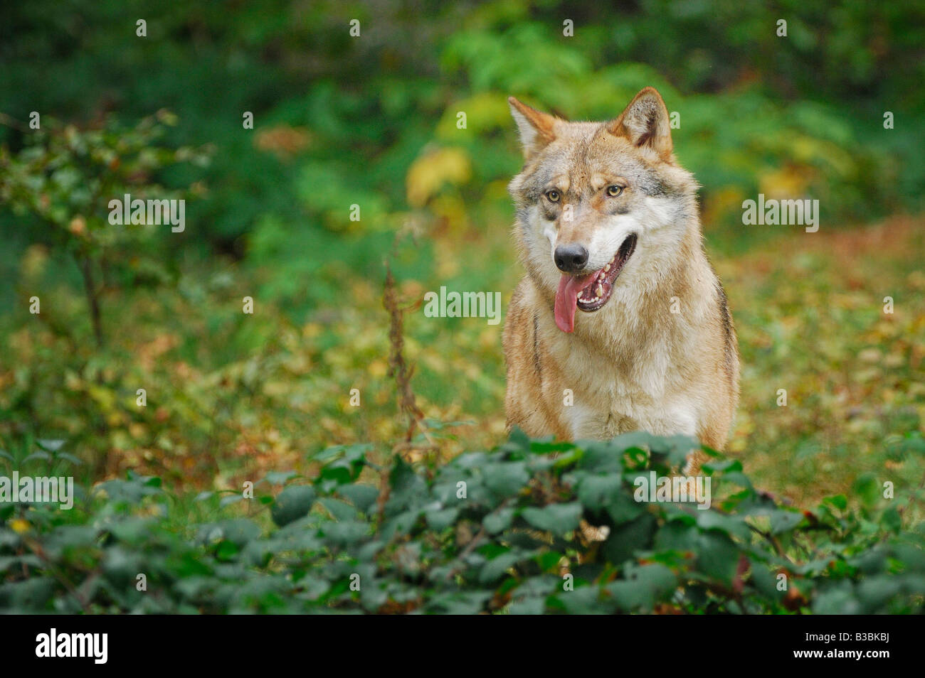 Graue Wolf (Canis Lupus), Erwachsene in Gefangenschaft, Bayerischer Wald, Bayern, Deutschland Stockfoto