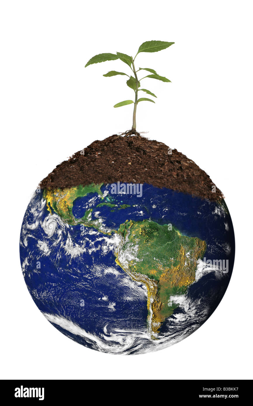 Baum Sämling auf Planet Erde Global Concept Stockfoto