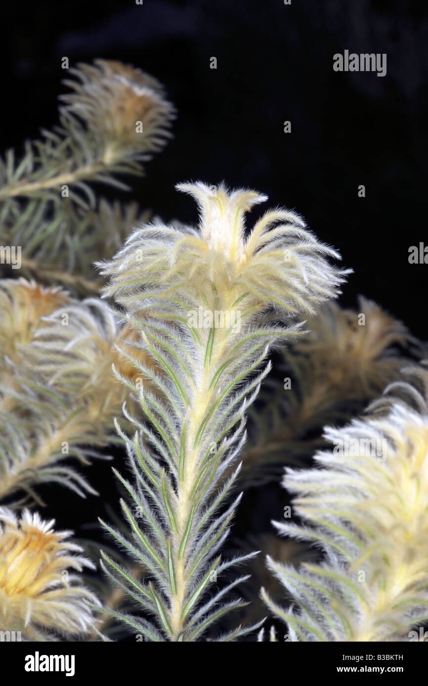 Featherhead/Phylica Blume - Phylica Pubescens-Familie Rhamnaceae Stockfoto