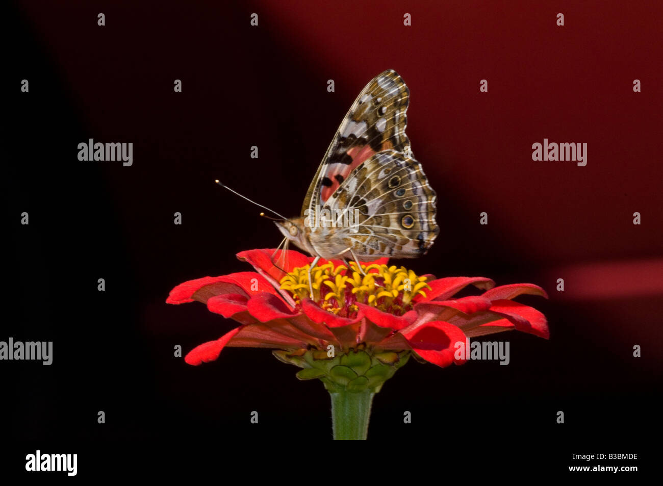 Distelfalter Schmetterling auf Zinnia Blume Nectaring. Stockfoto