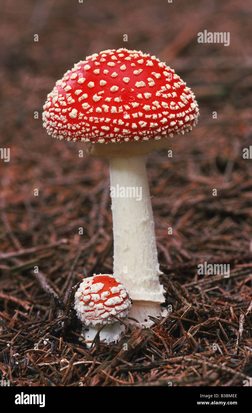 Fliegenpilz Amanita Muscaria Obst Schweiz Stockfoto