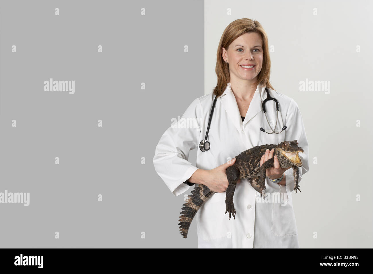 Tierarzt Holding Alligator Stockfoto
