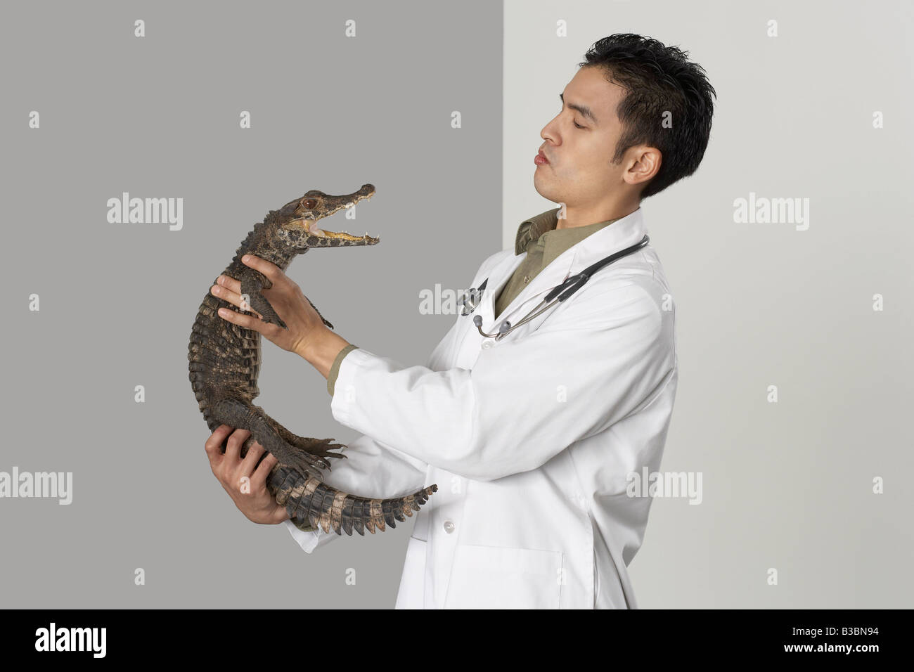 Tierarzt Holding Alligator Stockfoto