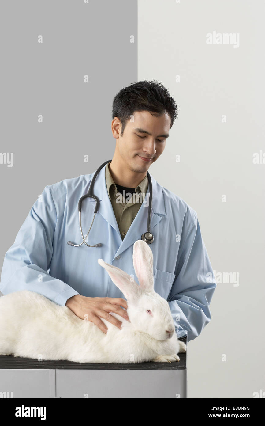 Tierarzt untersucht Riesenkaninchen Stockfoto