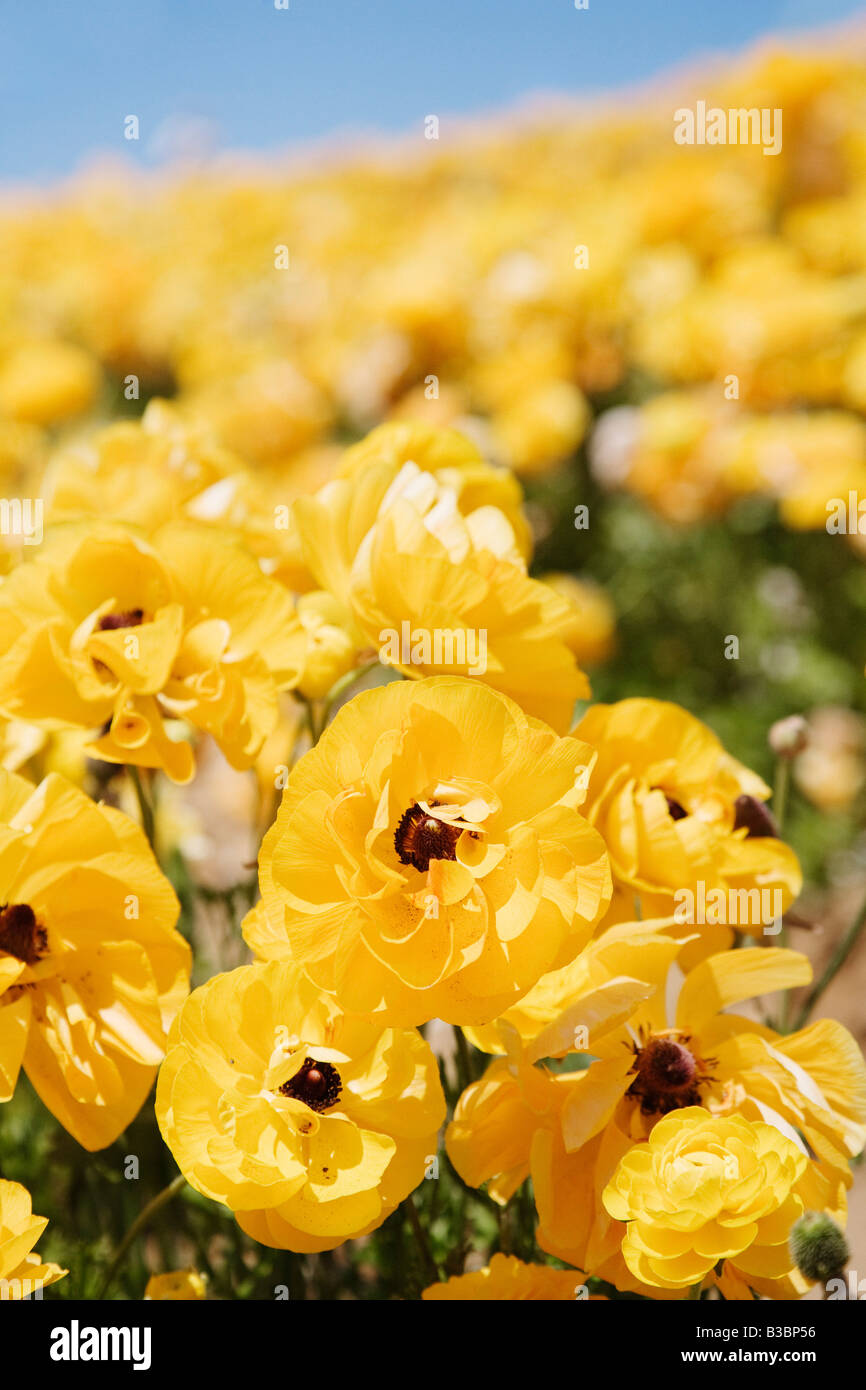 Ranunculus Blume Felder, Carlsbad, San Diego, Kalifornien Stockfoto