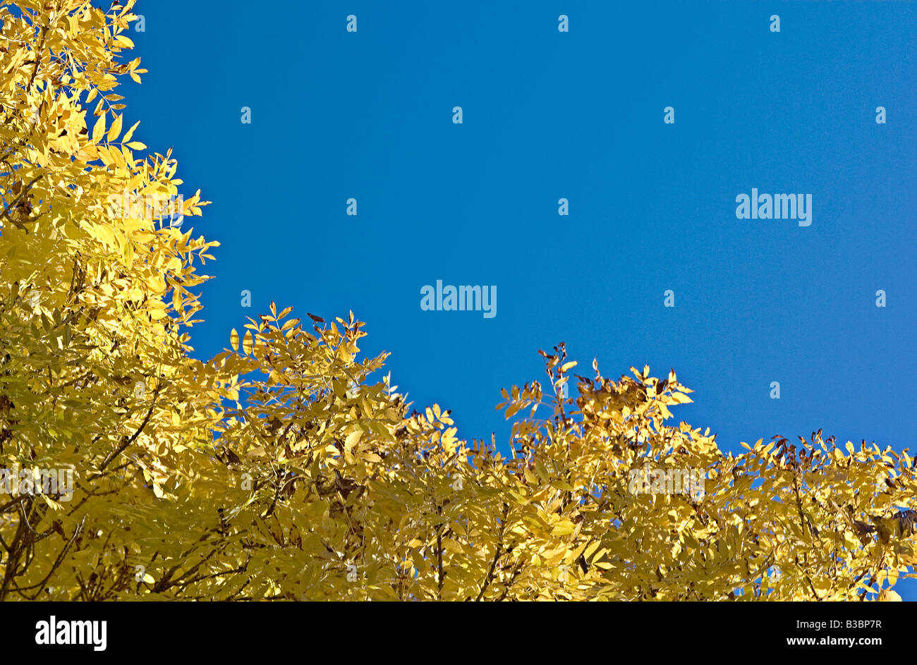 goldene Herbst Blätter machen einen großen Rahmen auf diesem blauen Himmel Stockfoto