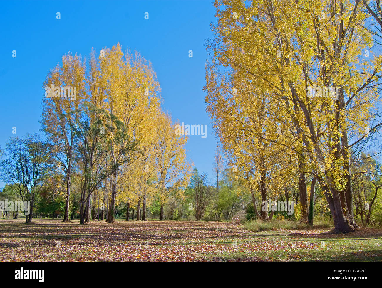 tolles Bild von einem Park im Herbst oder im Herbst Stockfoto