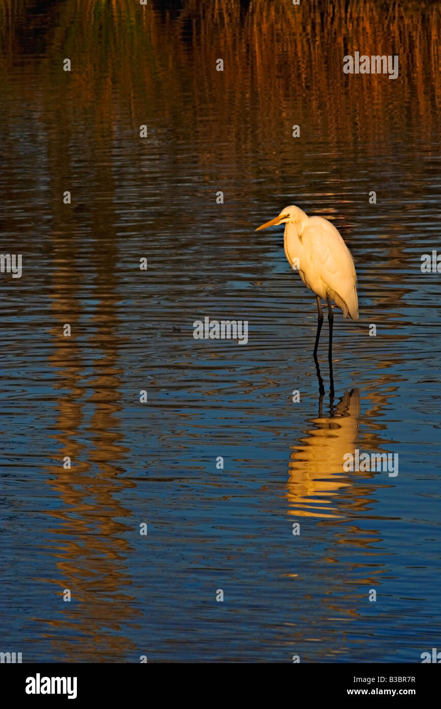 Vögel Australien / A gelb abgerechnet "Intermediate Egret" für Lebensmittel in einem Vorort Wetlands.Melbourne Victoria Australien jagt. Stockfoto