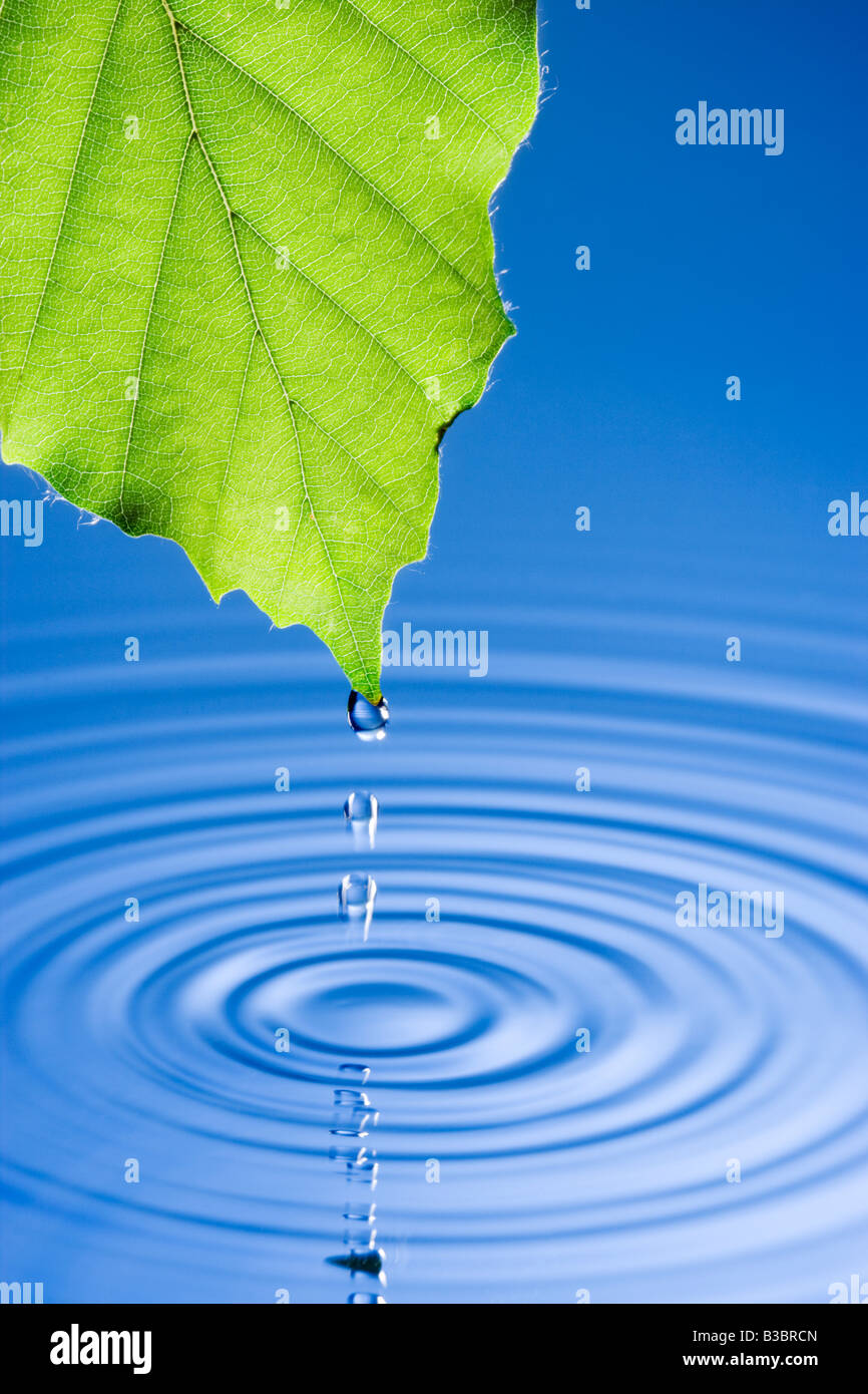 Wassertropfen vom Blatt verursacht Wellen fallen. Buche Baum Blatt. Stockfoto