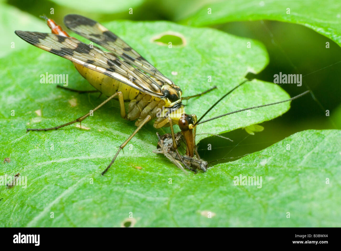 gemeinsame Scorpionfly Essen eine Fliege Stockfoto