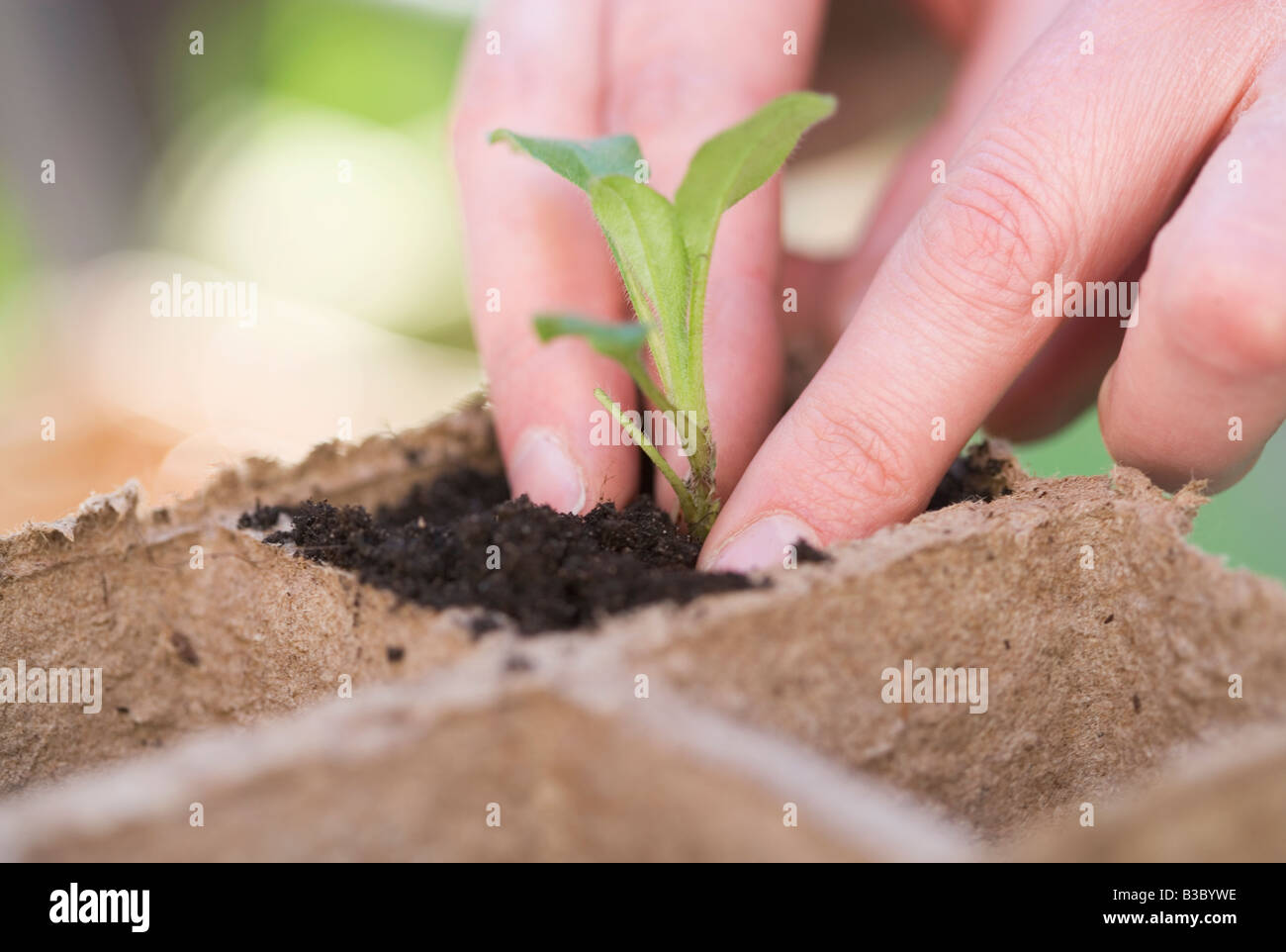 Blumenpresse Set 28x28 Cm - Holz Press Set Für Pflanzen & Blüten | 10 Lagen Mit 27,4x27,4 Cm Pressfläche