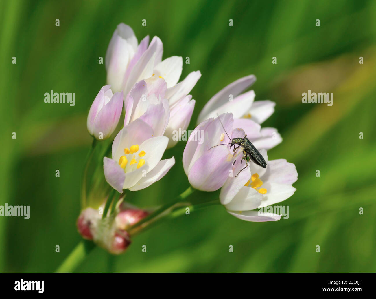 Feld Knoblauch Allium Oleraceum mit dicken Beinen Blume Käfer Oedemera nobilis Stockfoto