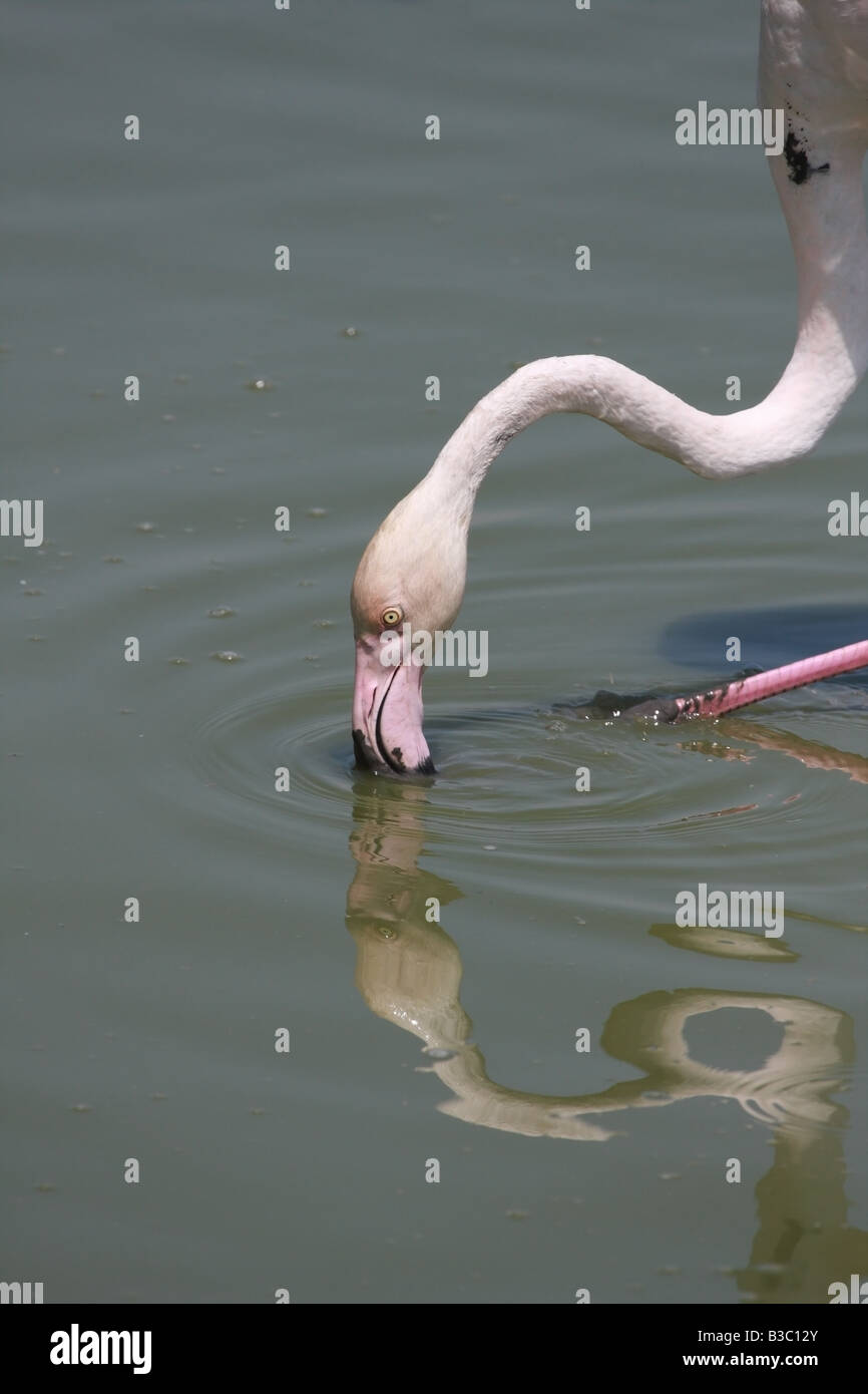 Größere Flamingo Phoenicopterus Ruber Fütterung Stockfoto