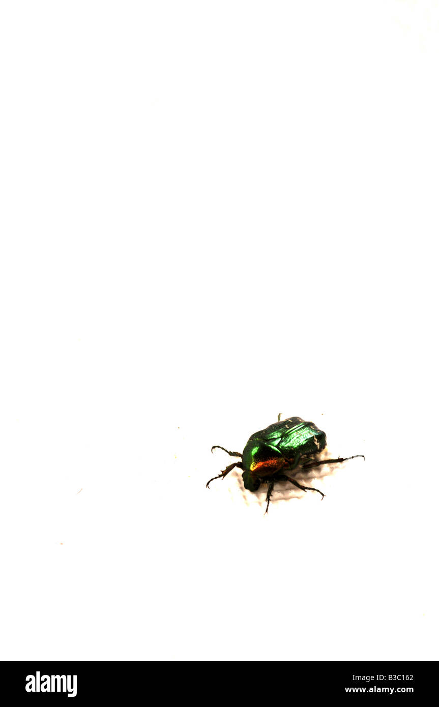 Ein Käfer mit grüner Schale Stockfoto