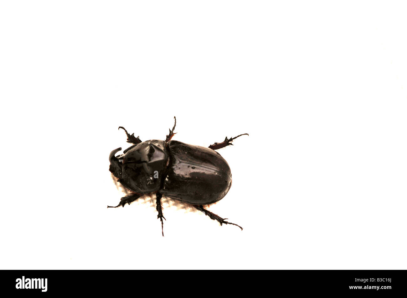 Nahaufnahme von einem schwarzen Käfer Stockfoto